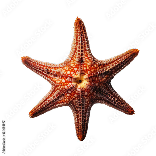 A dark orange starfish isolated on a transparent background