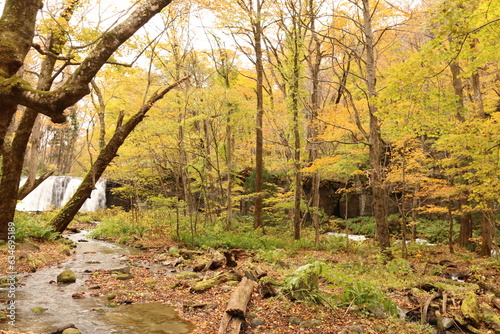 秋の奥入瀬渓流。青森県の十和田八幡平国立公園にある渓流。ブナなどの生える森を清らかな水が流れる。