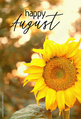 Happy August. beautiful yellow sunflower close up in garden, abstract sunny natural background. summer season, harvest time. August month calendar concept