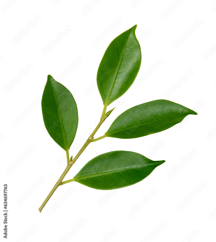 Fototapeta premium green leaves white background