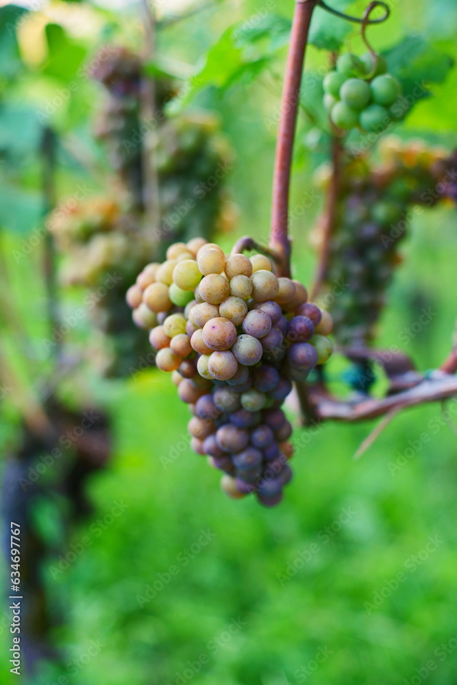 Close to ripe grapes on a vine in a hillside vineyard in Europe. Close up shot, shallow depth of field, no people