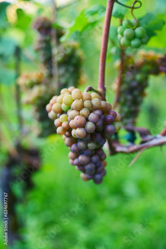 Wallpaper Mural Close to ripe grapes on a vine in a hillside vineyard in Europe. Close up shot, shallow depth of field, no people Torontodigital.ca
