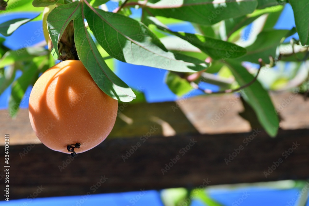 Fototapeta premium Jadalny owoc męczennicy błękitnej (Passiflora caerulea), podobny nieco do kumkwatu