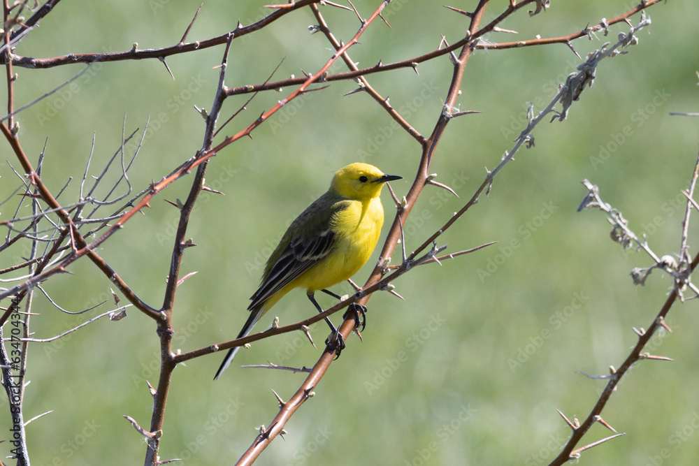 Citrine wagtail sitting on a tree branch