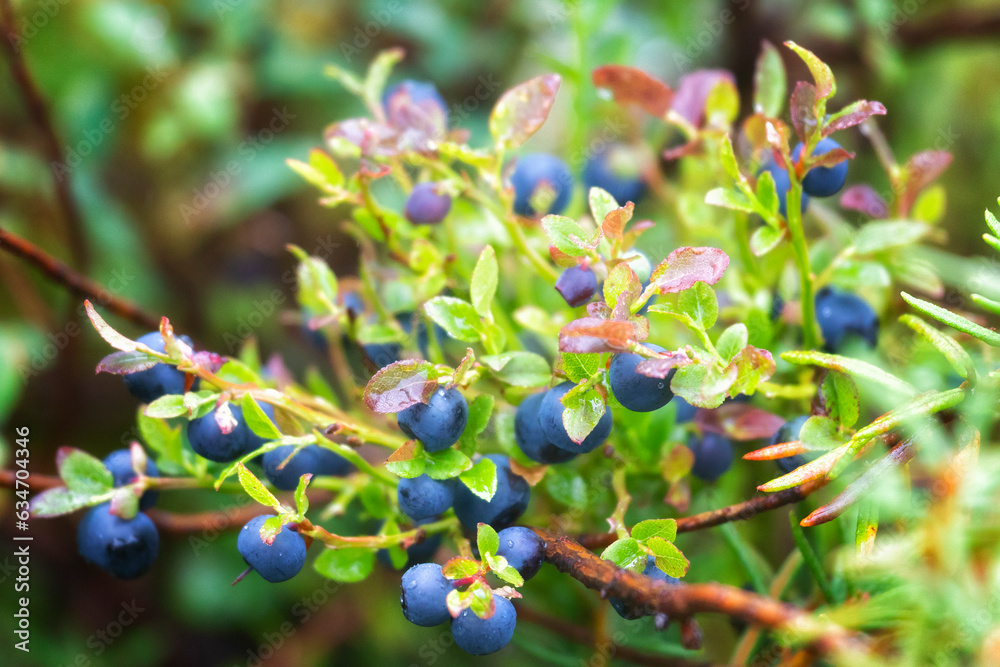 Blueberry bush with ripe berries close up Blueberry bush with ripe berries close up