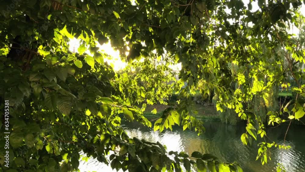 Urban nature concept. Sun bees shining through the tree> Late summer vibe Urban nature concept. Sun bees shining through the tree> Late summer vibe