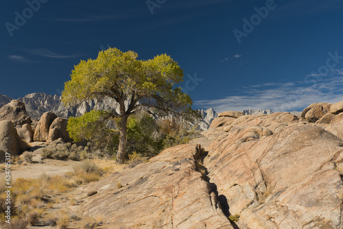 Lone Pine, California, United States – A lone yellow green cottonwood tree surrounded by the rock formations of the Alabama Hills, Eastern Sierras, Inyo County, California. photo