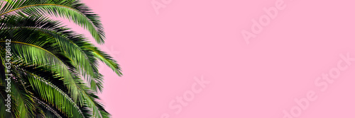 Green palm leaves on a pastel pink background. Long Summer Banner with copy space.