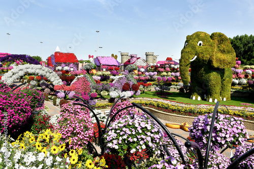 Canvas Print Dubai Miracle Garden is  world's largest natural flower garden,  150 million flo