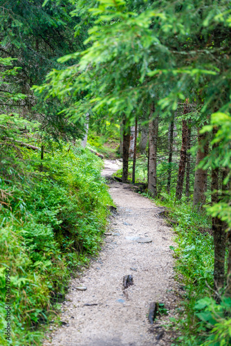 View from tourist walking in alpine forest on summer day. Hiker traveler hikking with beautiful forest landscape, Dolomites, Italy