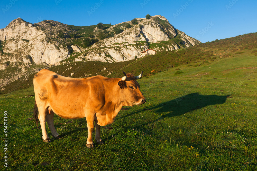 Fototapeta premium Mountain cow sits on a lawn in a national park