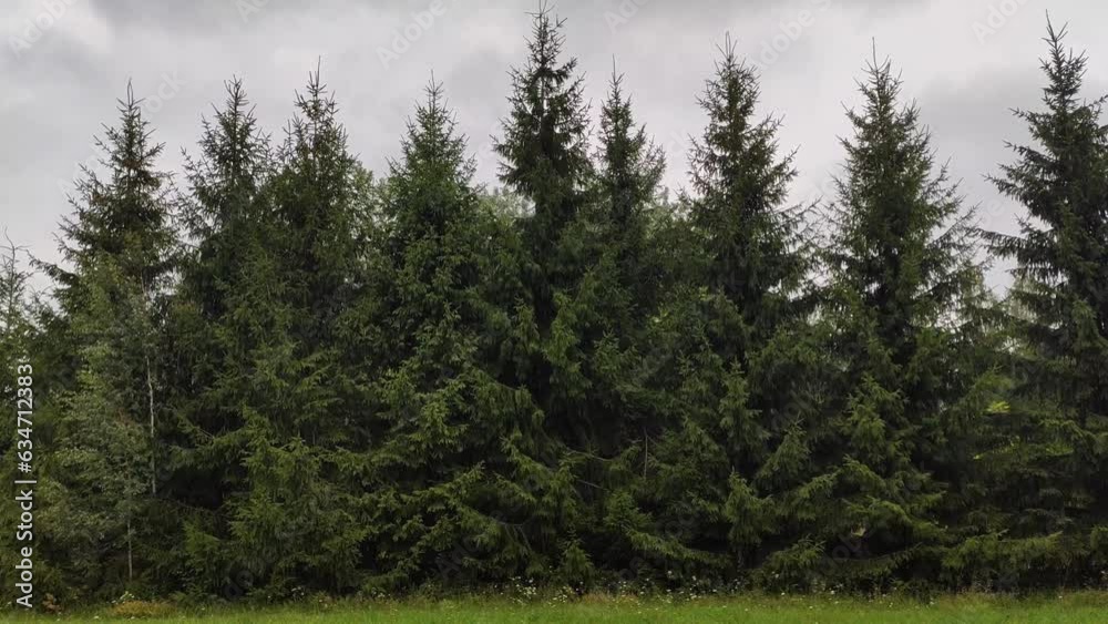 Fir-trees in the wild forest. Summer nature in the countryside. Latvia, Europe. 