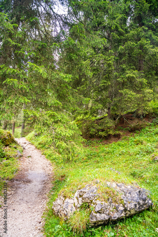 Naklejka premium View from tourist walking in alpine forest on summer day. Hiker traveler hikking with beautiful forest landscape, Dolomites, Italy