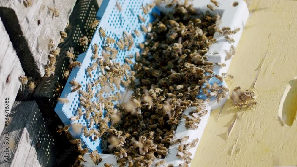 Hives Development Bee hive full of swarms of bees. A multitude of bees swarm around the ...