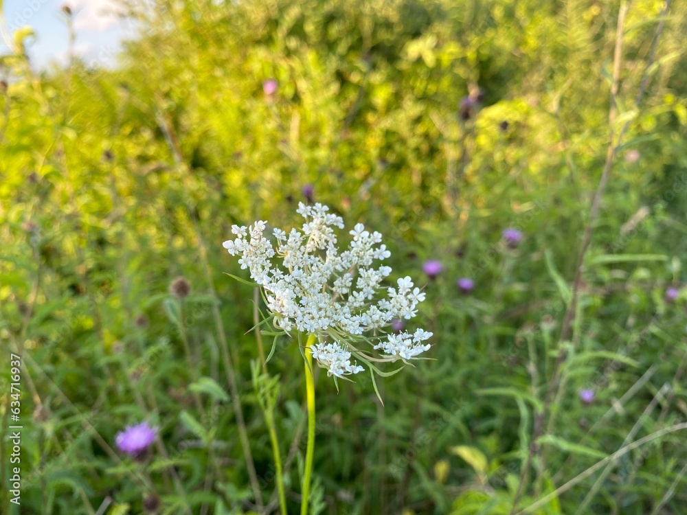 Obraz premium flowers in the field