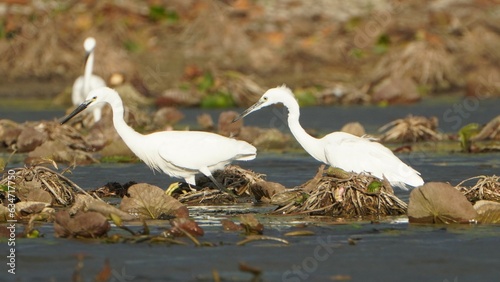 Tiruchirapalli,Tamilnadu, india-july 8 2023 Two  White Crane Bird on the lake waiting for fish