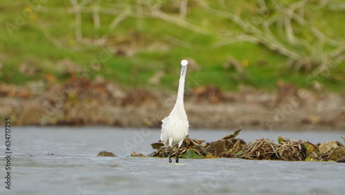 Tiruchirapalli,Tamilnadu, india-july 8 2023 White Crane Bird on the lake waiting for fish