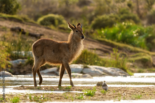 waterbuck (Kobus ellipsiprymnus) standing in an almost dry river in Kruger national park in south africa © henk bogaard