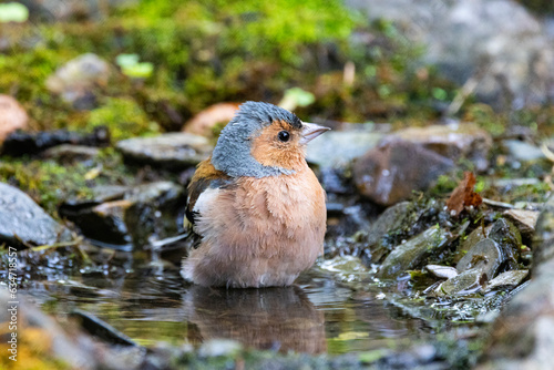 Buchfink (Fringilla coelebs)