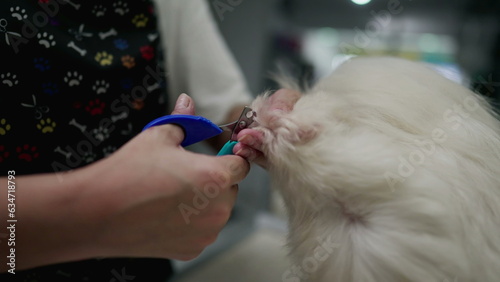 Close-Up of Pet Shop Employee Trimming Dog's Nails and Drying Fur