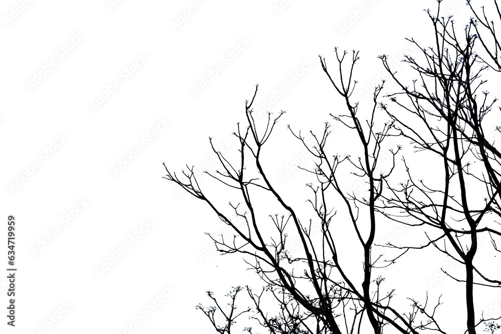 silhouette of branches and tree leaves on white background with clipping path