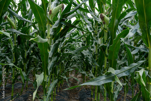 Corn ready for harvest, farm, organic, rural landscape