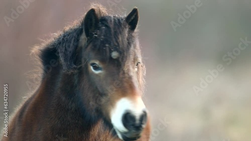 Closeup sunlit wild exmoor pony horse have rest standing in the middle of pasture in late autumn nature habitat in Milovice, Czech republic. Protected animals considered as horse ancestor photo