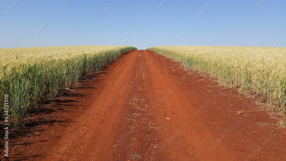 Estrada rural de terra vermelha do norte paranaense brasileiro, margeada com plantação de trigo.