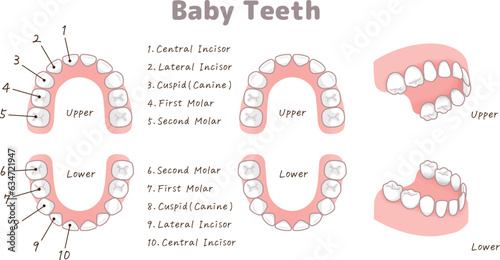 乳歯・Milk teeth・baby teeth・Primary teeth・illustration・イラスト