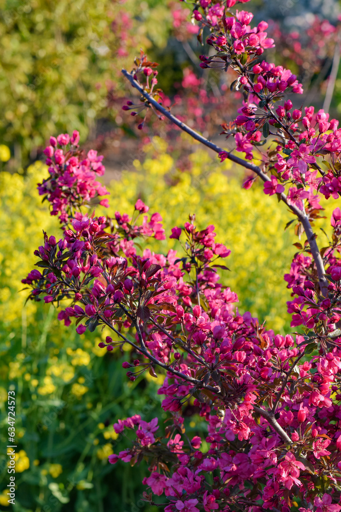 Obraz premium Red, yellow, and white flowers bloom in spring