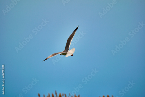 seagull in flight