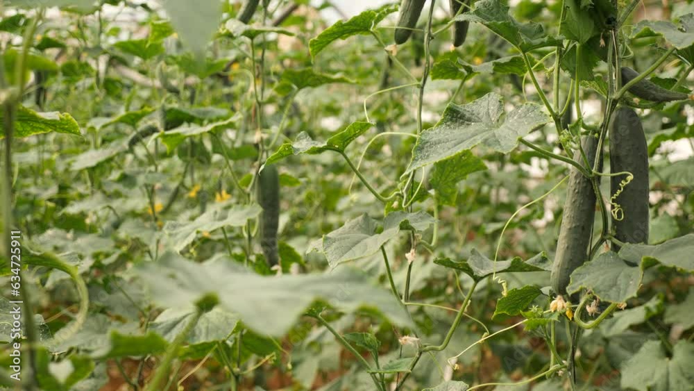 custom made wallpaper toronto digitalOrganic cucumbers cultivation. Closeup of fresh green vegetables ripening in glasshouse. High quality 4k footage