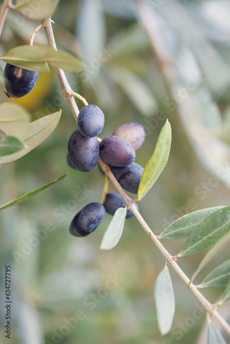 Olive tree branches with ripe olives, garden, outdoors photo