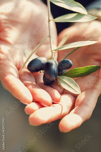 
olive branch in hands