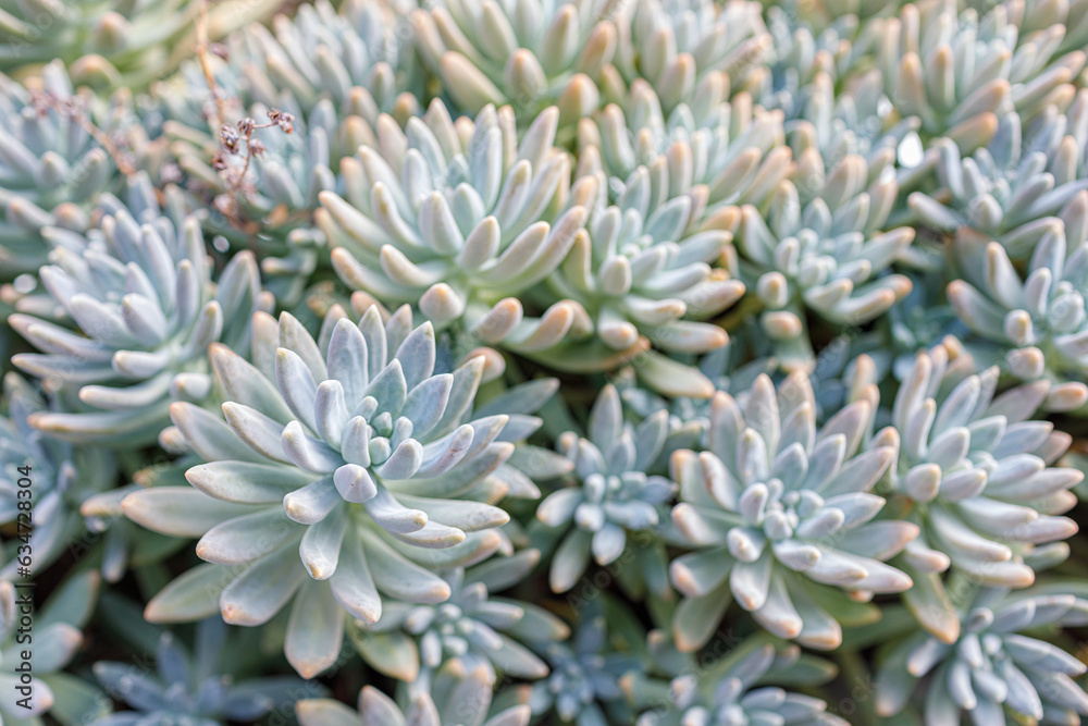 Succulents with elongated leaves growing densely, outdoors, background Succulents with elongated leaves growing densely, outdoors, background