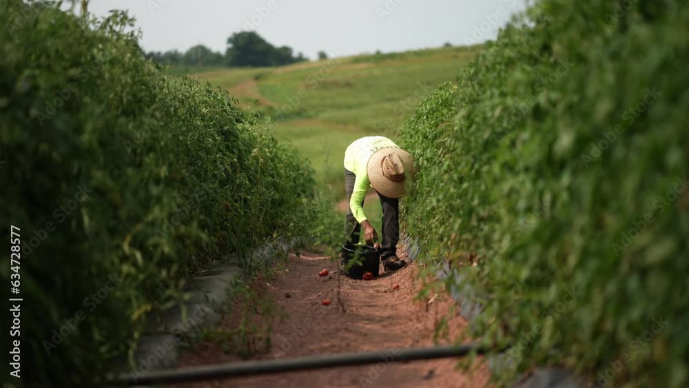 Farmer with straw hat bent over picking tomatoes in a field during the harvest.