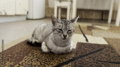 A Cat Trying to Sleep On The Floor - Close Up