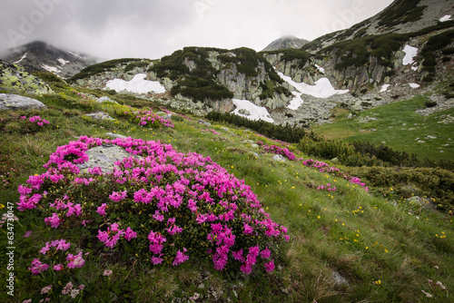 Fototapeta Naklejka Na Ścianę i Meble -  Rhododendron flowers in mountains area, in background and around