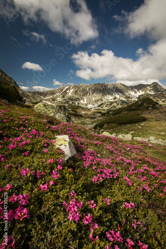 Rhododendron flowers in mountains area, in background and around © danmir12