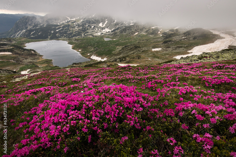 Obraz premium Rhododendron flowers in mountains area, in background and around