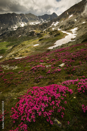 Rhododendron flowers in mountains area, in background and around © danmir12