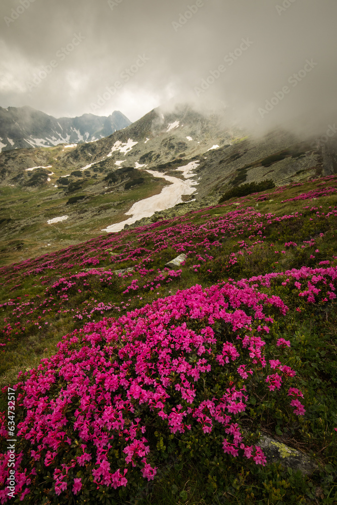 Rhododendron flowers in mountains area, in background and around Rhododendron flowers in mountains area, in background and around