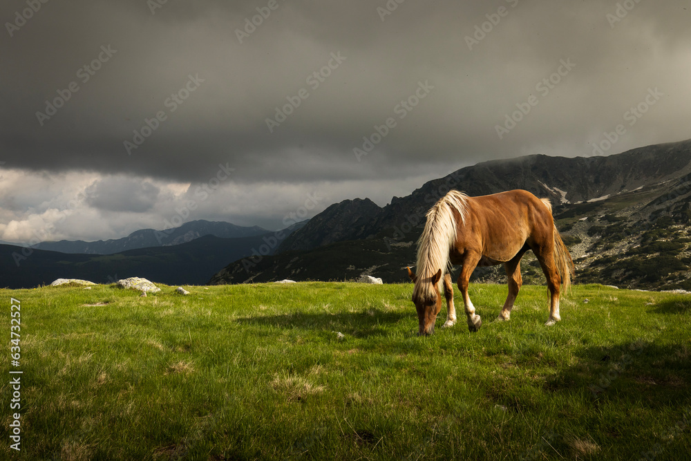 Horses surounded by mountains in Retezat Carphatian, Romania
