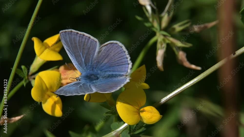 Common Blue butterfly (Polyommatus icarus) male feeding on Bird's-foot Trefoil (Lotus corniculatus) and almost falling off before flying away. [Slow motion x5]