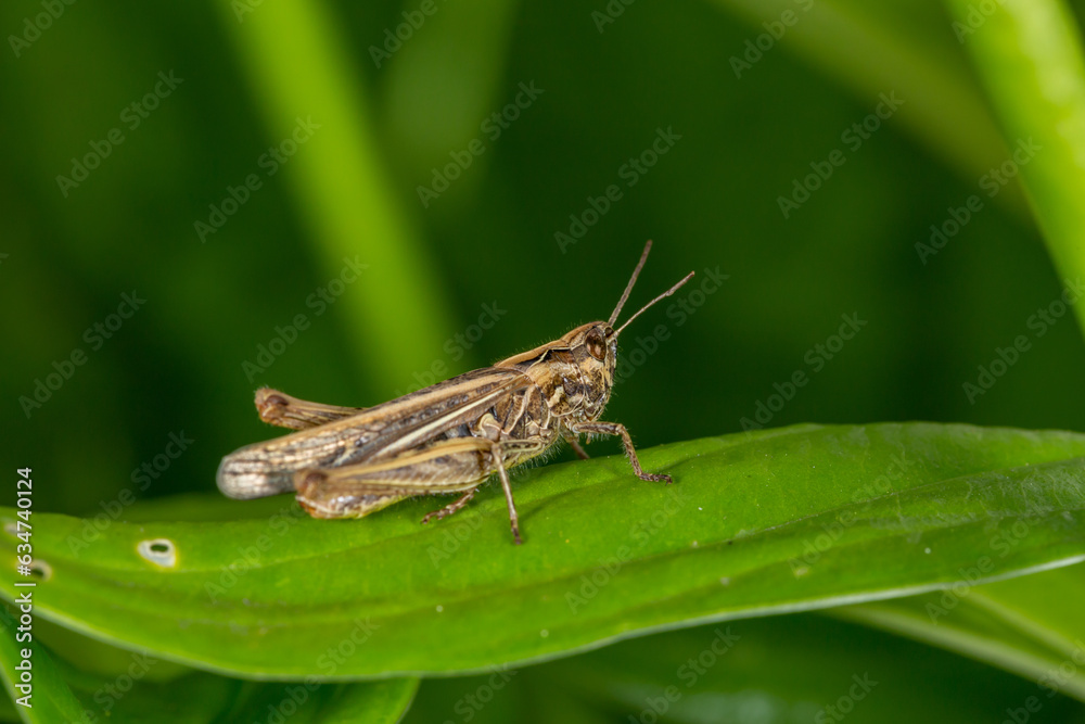 Common field grasshoper sitting on a green leaf macro photography in summertime. Common field grasshopper sitting on a plant in summer day close-up photo. Macro insect on a green background. Common field grasshoper sitting on a green leaf macro photography in summertime. Common field grasshopper sitting on a plant in summer day close-up photo. Macro insect on a green background.
