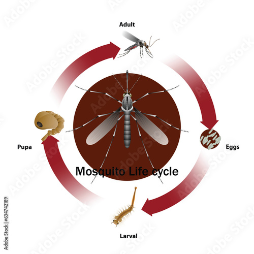 Mosquito life cycle object vector.For education agriculture Medical Science Graphic design and Art work.