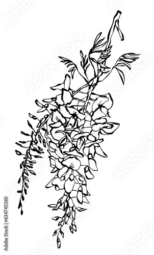 Fototapeta Naklejka Na Ścianę i Meble -  Wisteria Flowers hand drawing line art