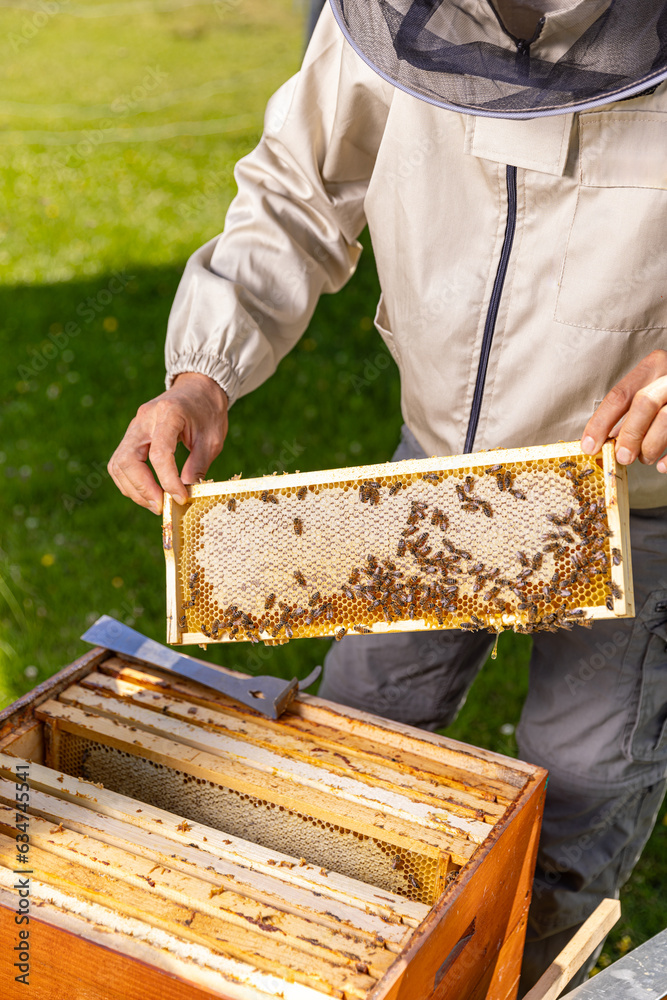 Beekeeper holding a honeycomb Beekeeper holding a honeycomb