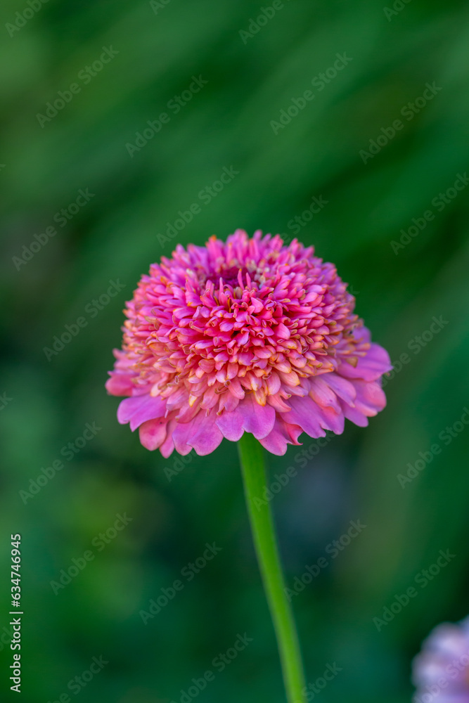 Obraz premium Blossom pink zinnia flower on a green background on a summer day macro photography. Blooming zinnia with pink petals close-up photo in summertime.