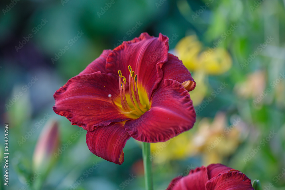 Obraz premium Blooming red lily in drops of rain macro photography on a summer day. Garden lily with water drops on a bright red petals closeup photo in summer. Scarlet flower on a rainy day.
